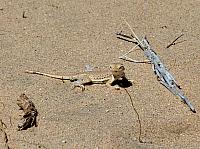 Mojave reserve (19).JPG
